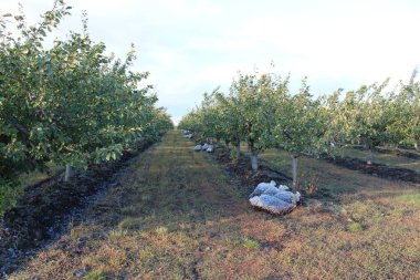 Bir çiftlikteki elma ağaçları meyvesi.