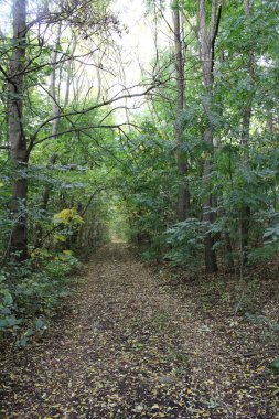 Ormanın güzel manzarası