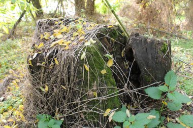 Yosun kaplı eski tahta kütük.