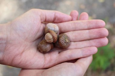 avuç içinde bir salyangoz kabuğu tutan bir el