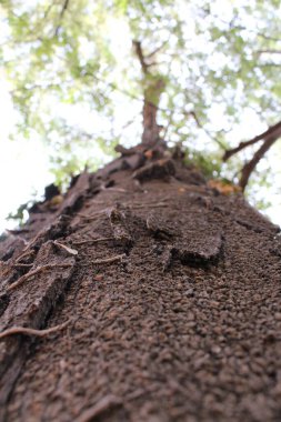 Bir ağaç gövdesinin yakın çekimi.