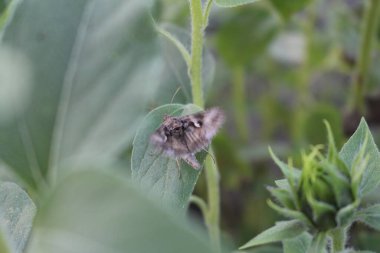 Yeşil yapraklı bir kelebek