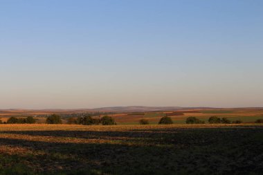 Gün batımı ağaçlarla birlikte tarlada