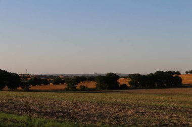 Buğday tarlasının güzel manzarası