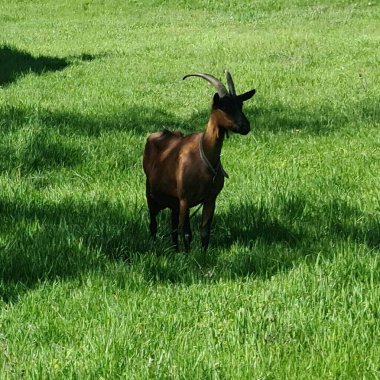 Çiftlikteki güzel bir keçi resmi.
