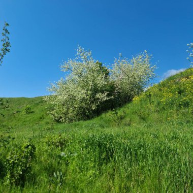 Güzel bir manzara Ağacı ve mavi gökyüzü