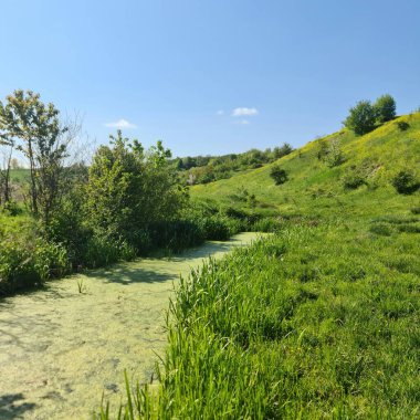 Ağaçlar ve ormanlarla dolu güzel bir manzara.