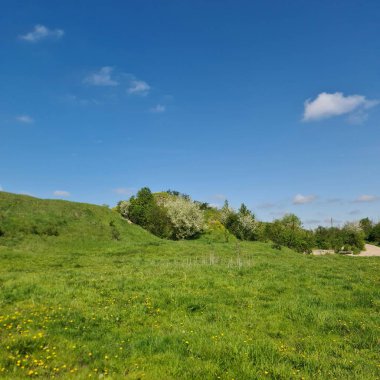 Bir tarla manzarası ve mavi gökyüzü ile otlar