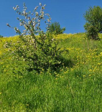 Kırsal kesimde bahar çiçekleri, bitki örtüsü ve doğa