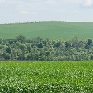 Buğday tarlası olan güzel bir manzara.