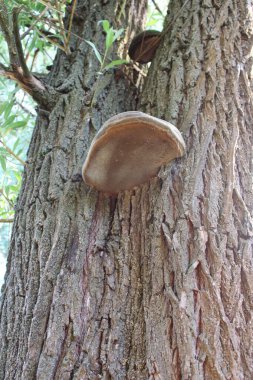 Ağaç gövdesinde büyüyen mantarlar