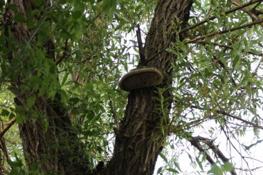 Ormandaki ağaç gövdesi