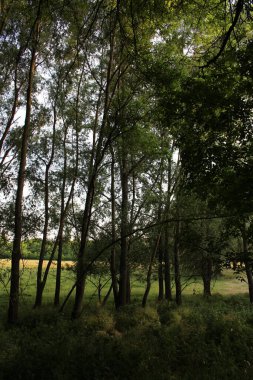 Akşamları ormandaki ağaçlar