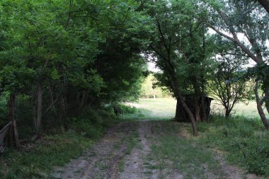 Ormandaki güzel bir yol manzarası