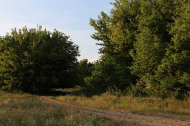 Ağaçlar ve ormanlarla dolu güzel sonbahar manzarası