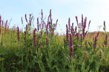 Vahşi lupinlerin mor çiçekleri