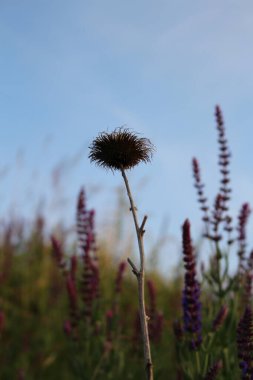 Tarladaki güzel çiçekler