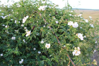 Ormandaki ağaçta çiçekler