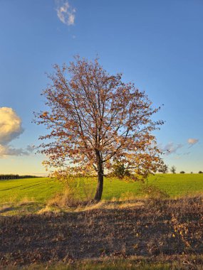 Tarlada yapayalnız ağaç