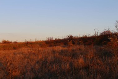 Bir ağaç ve bir tarla ile sonbahar manzarası
