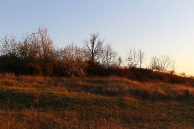 sonbahar ormanda sabah