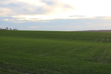 yeşil çimenli bahar manzarası, mavi gökyüzü, bulutlar
