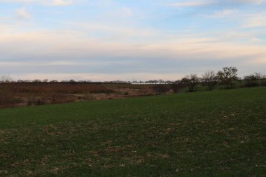 Arkasında ağaçlar olan güzel bir tarla görüntüsü.