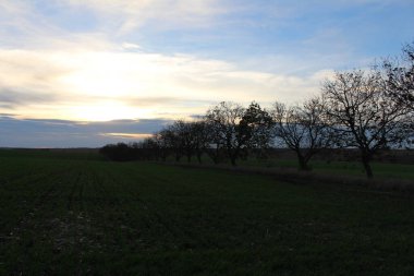 Ağaçlar ve yeşil otlarla dolu güzel bir bahar manzarası