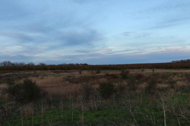 Akşamları sarı çimenler ve ağaçlarla dolu sonbahar manzarası