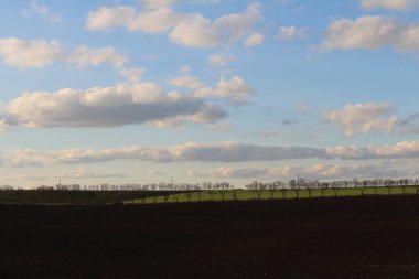 Mavi gökyüzünün altındaki bir ağacın güzel bir görüntüsü.