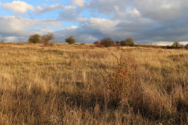 Bir ağaç ve bir tarla ile sonbahar manzarası