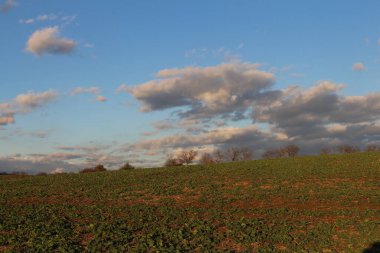 Buğday tarlası olan güzel bir manzara.