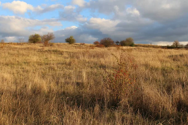 Bir ağaç ve bir tarla ile sonbahar manzarası