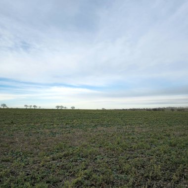 Buğday tarlası ve mavi gökyüzü olan güzel bir manzara.