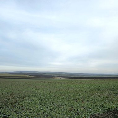 Kırsaldaki güzel yeşil mısır tarlası