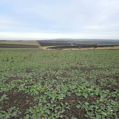 Mavi gökyüzü ile yeşil alan