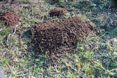 geniş bir grup siyah karınca