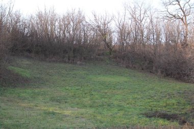 Ormanda büyük bir ağacı olan güzel bir manzara.