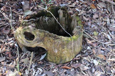 bir ağaç kütüğü çim