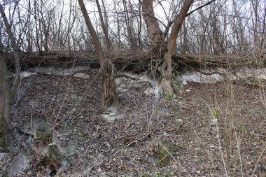 Büyük bir taş ve parkta büyük bir ağaç. yüksek kaliteli fotoğraf