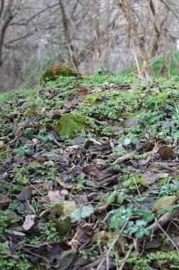 Kayanın üzerinde yosun ve yosun