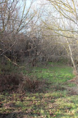 Parktaki ağaçlar. doğa ve çevre.