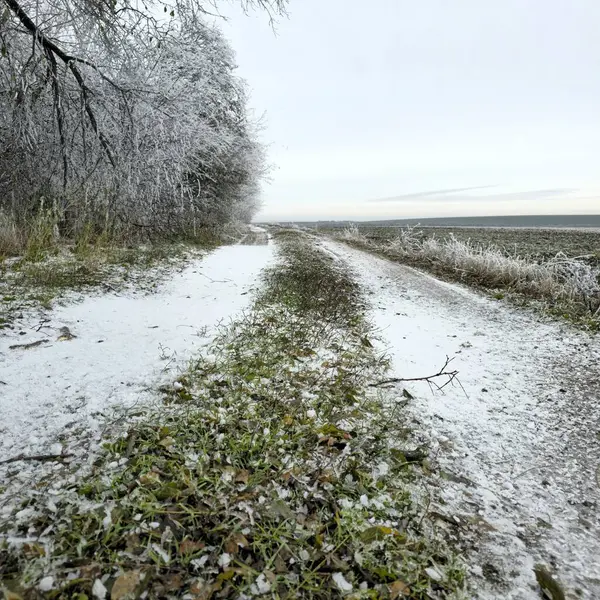 雪で覆われた乾燥した木の枝を持つ古い道の美しいショット — ストック写真