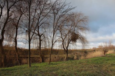 Ağacı ve gölü olan güzel bir manzara.