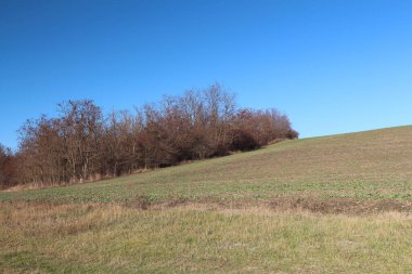 Mavi gökyüzünün altında büyük yeşil çimenlerin güzel manzarası.