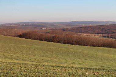 beautiful landscape with a large field of trees in the background