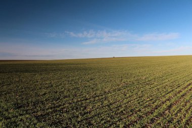 Güzel alan yeşil buğday