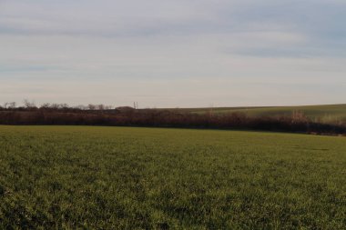 yeşil tarla ve mavi gökyüzü