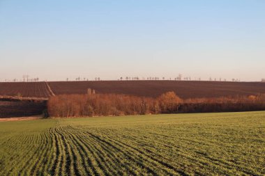 Bulutlu bir günde buğday tarlası olan güzel bir manzara.