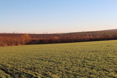 Ağaçlar ve mavi gökyüzü olan güzel bir manzara.